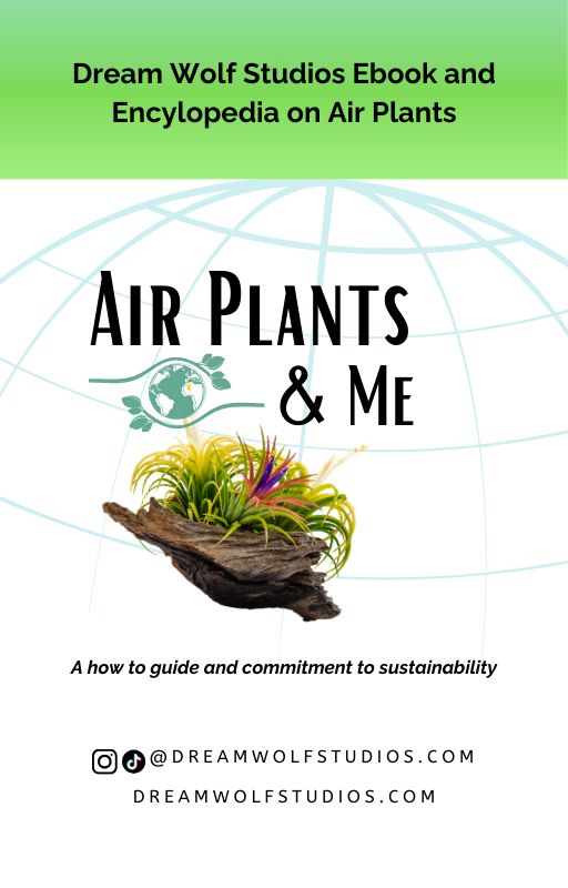 Air Plants & Me eBook