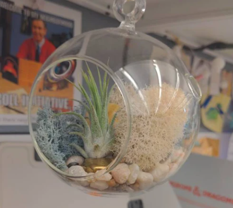 Hanging Air plant Orb Kit Terrarium