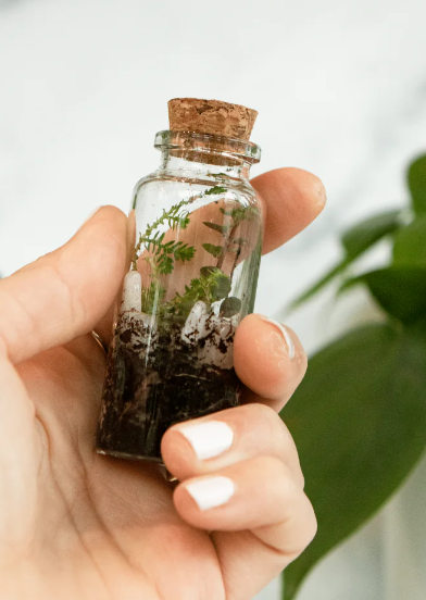 Tiny Terra Mini Jar Terrarium - Soil Based